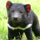 Image for article titled Tasmanian devils get their own private island, to save them from extinction